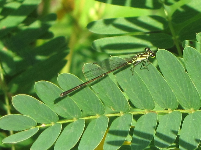 Damselflies and Dragonflies of the Lower Susquehanna River Watershed: Fragile Forktail