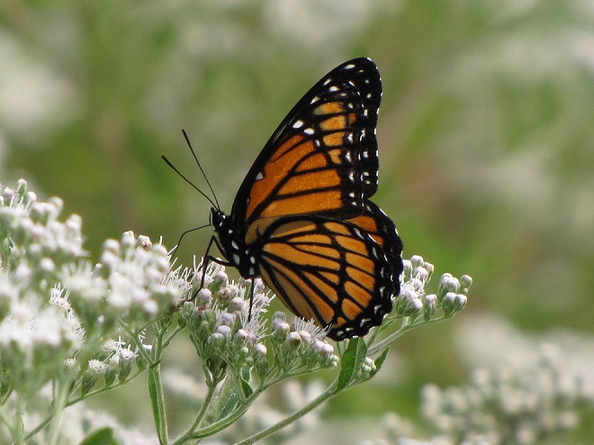 Butterflies of the Lower Susquehanna River Watershed: Viceroy