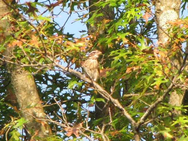 Birds of Conewago Falls in the Lower Susquehanna River Watershed: Rose-breasted Grosbeak