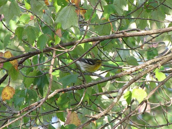 Birds of Conewago Falls in the Lower Susquehanna River Watershed: Blackburnian Warbler