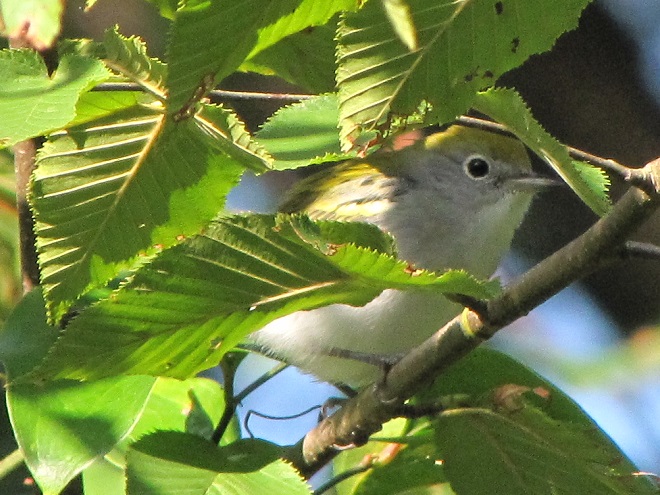 Birds of Conewago Falls in the Lower Susquehanna River Watershed: Chestnut-sided Warbler