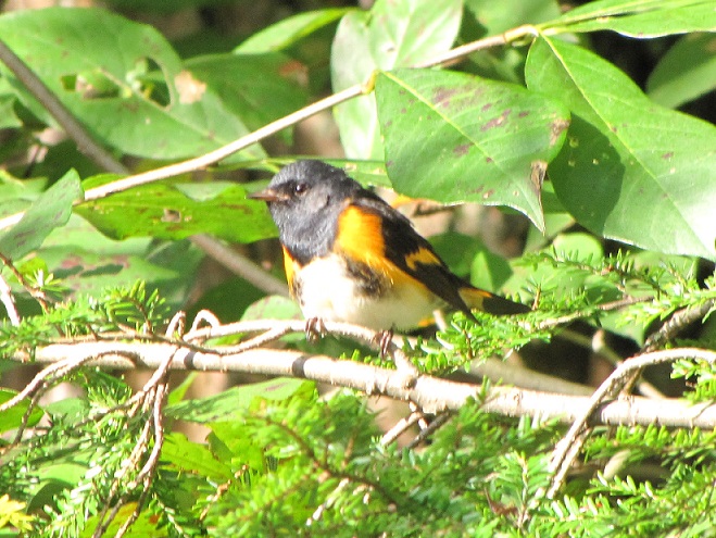 Birds of Conewago Falls in the Lower Susquehanna River Watershed: second-fall male American Redstart