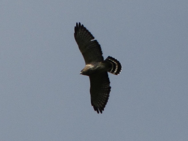 Raptor/Buteo Identification: Broad-winged Hawk