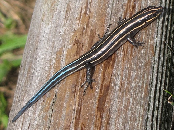 Lizards: Reptiles of the Lower Susquehanna River Watershed: Five-lined Skink