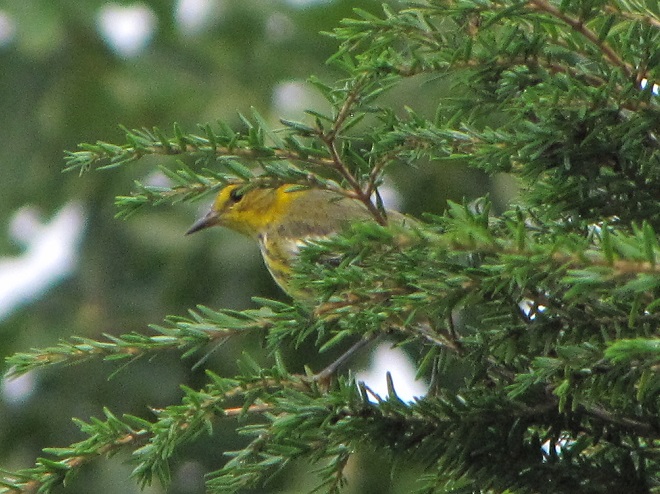 Birds of Conewago Falls in the Lower Susquehanna River Watershed: adult male Cape May Warbler basic plumage