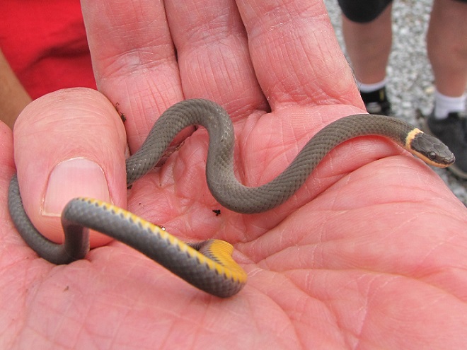 Snakes: Reptiles of the Lower Susquehanna River Watershed: Northern Ring-necked Snake