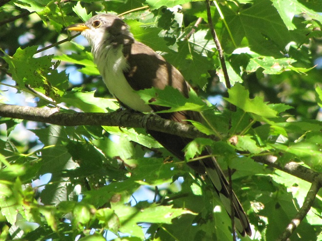Birds of Conewago Falls in the Lower Susquehanna River Watershed: Yellow-billed Cuckoo