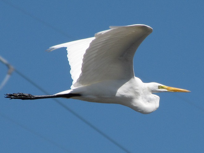 Birds of Conewago Falls in the Lower Susquehanna River Watershed: Great Egret