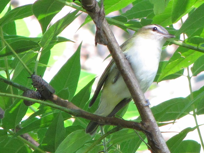Birds of Conewago Falls in the Lower Susquehanna River Watershed: Red-eyed Vireo