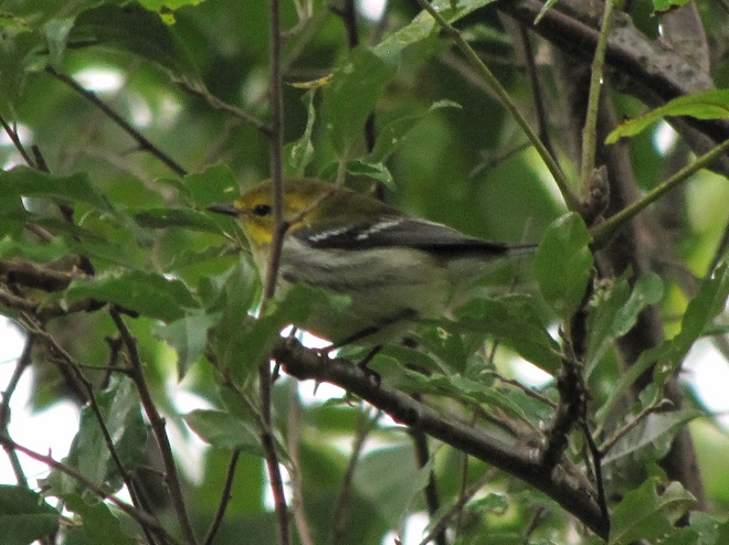 Birds of Conewago Falls in the Lower Susquehanna River Watershed: Black-throated Green Warbler