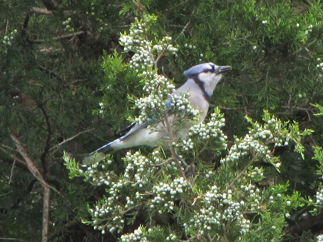 Birds of Conewago Falls in the Lower Susquehanna River Watershed: Blue Jay