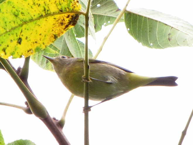 Birds of Conewago Falls in the Lower Susquehanna River Watershed: Nashville Warbler