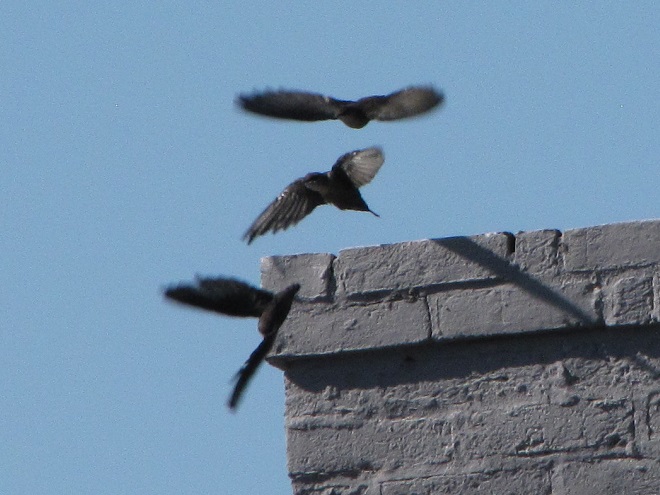 Birds of Conewago Falls in the Lower Susquehanna River Watershed: Chimney Swifts