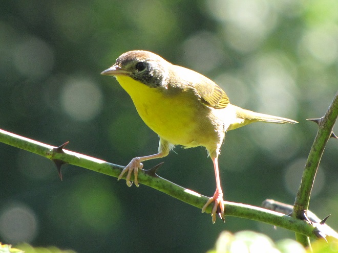 Birds of Conewago Falls in the Lower Susquehanna River Watershed: juvenile male Common Yellowthroat