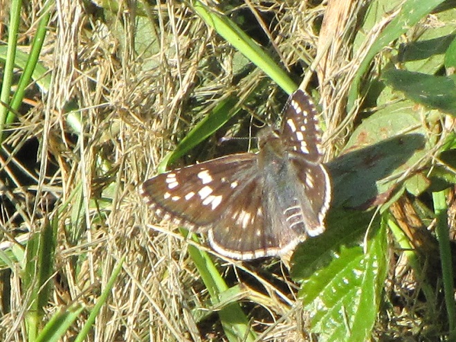 Butterflies of the Lower Susquehanna River Watershed: Common Checkered Skipper