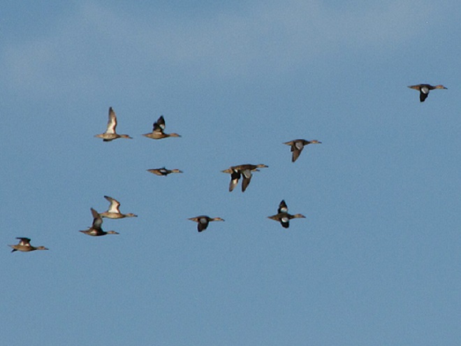 Birds/Waterfowl of Conewago Falls in the Lower Susquehanna River Watershed: Blue-winged Teal