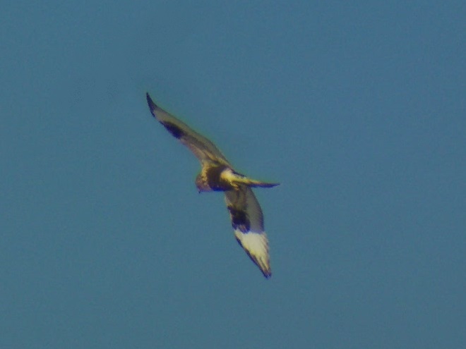 Raptor/Buteo Identification: Rough-legged Hawk