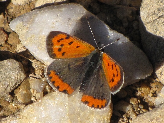 Butterflies of the Lower Susquehanna River Watershed: American Copper
