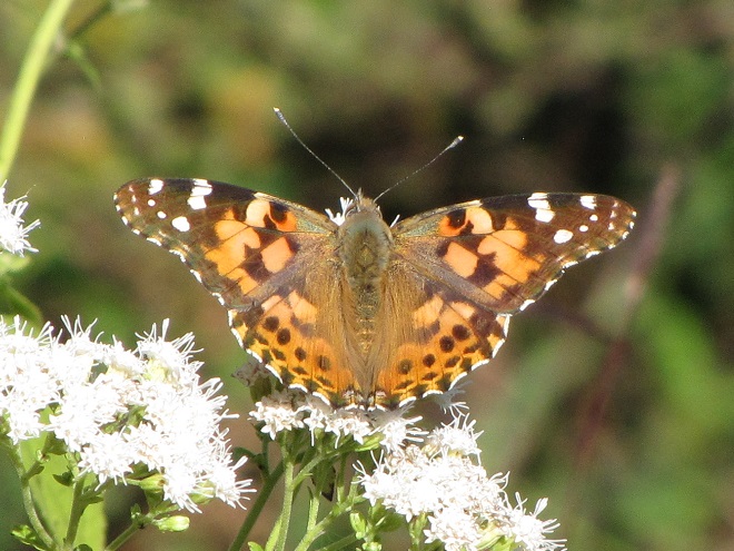 Butterflies of the Lower Susquehanna River Watershed: Painted Lady