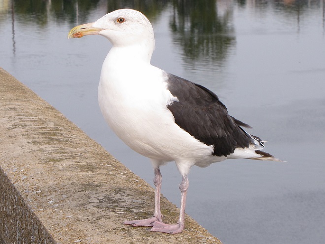 Birds of Conewago Falls in the Lower Susquehanna River Watershed: Great Black-backed Gull