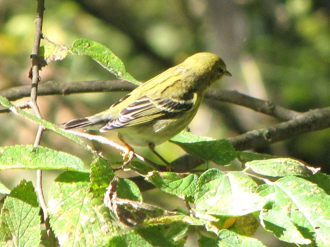 Birds of Conewago Falls in the Lower Susquehanna River Watershed: Blackpoll Warbler