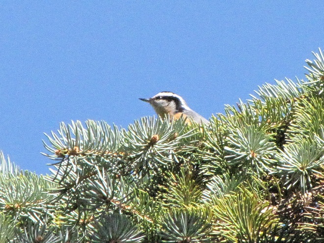 Birds of Conewago Falls in the Lower Susquehanna River Watershed: Red-breasted Nuthatch