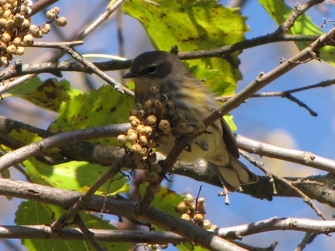 Birds of Conewago Falls in the Lower Susquehanna River Watershed: male Yellow-rumped Warbler in basic plumage