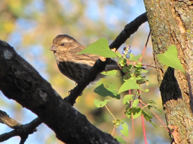 Birds of Conewago Falls in the Lower Susquehanna River Watershed: female or juvenile male Purple Finch