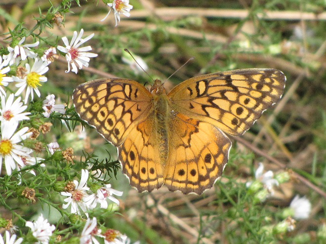 Butterflies of the Lower Susquehanna River Watershed: Variegated Fritillary