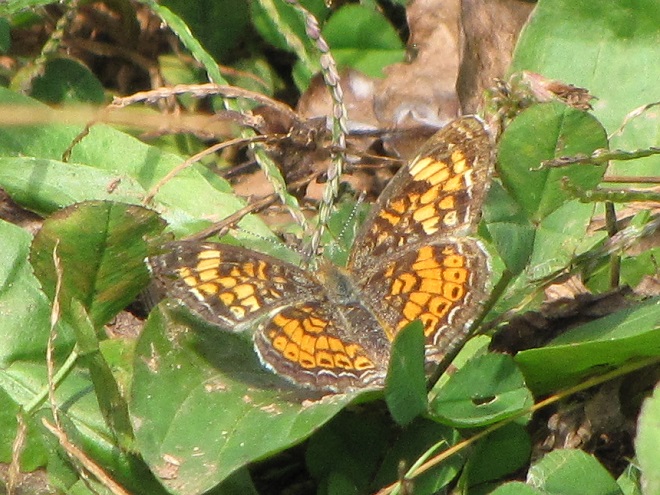 Butterflies of the Lower Susquehanna River Watershed: late-season Pearl Crescent