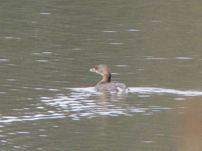 Birds of Conewago Falls in the Lower Susquehanna River Watershed: Pied-billed Grebe