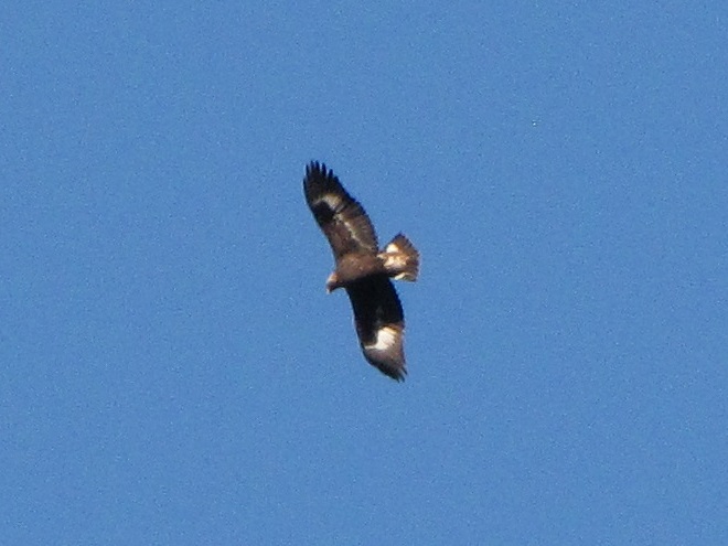 Golden Eagle with a Full Set of Juvenile Remiges, No Molt