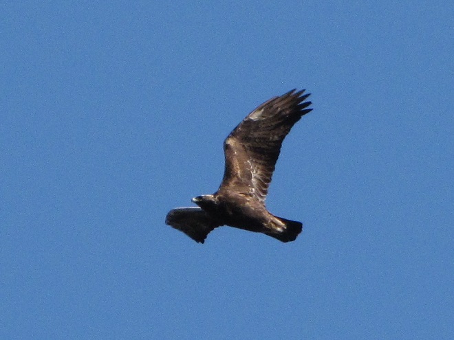 Birds of Conewago Falls in the Lower Susquehanna River Watershed: Golden Eagle