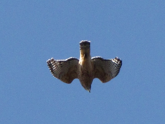 Raptor/Buteo Identification: Red-shouldered Hawk