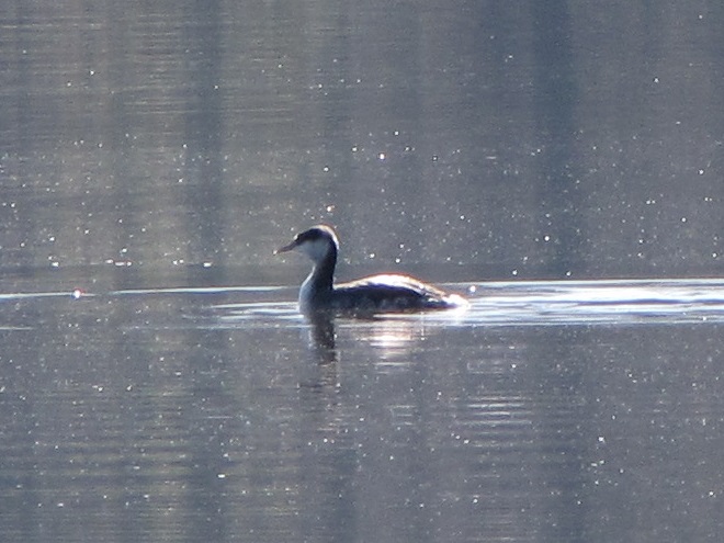 Birds of Conewago Falls in the Lower Susquehanna River Watershed: Horned Grebe
