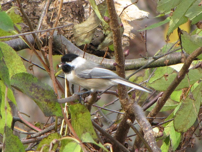 Birds of Conewago Falls in the Lower Susquehanna River Watershed: Black-capped Chickadee