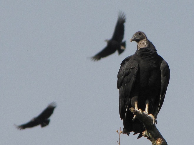 Birds of Conewago Falls in the Lower Susquehanna River Watershed: Black Vultures