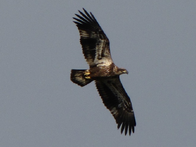 Raptor Identification: Bald Eagle