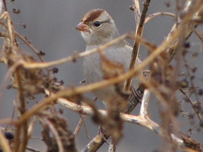 Birds of Conewago Falls in the Lower Susquehanna River Watershed: juvenile first-winter White-crowned Sparrow