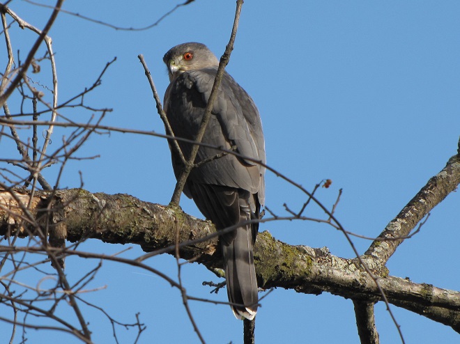 Birds of Conewago Falls in the Lower Susquehanna River Watershed: Sharp-shinned Hawk