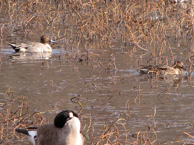Birds/Waterfowl of Conewago Falls in the Lower Susquehanna River Watershed: Northern Pintails