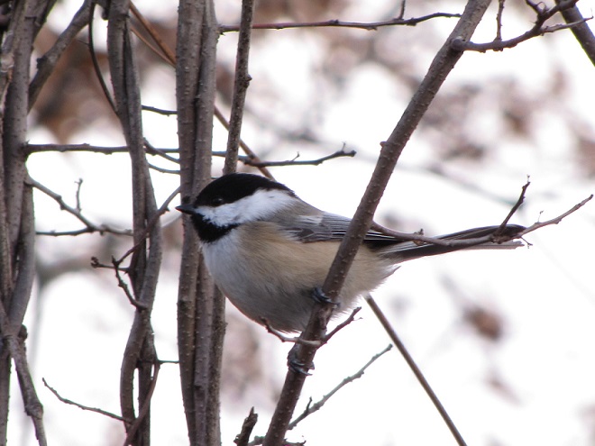 Birds of Conewago Falls in the Lower Susquehanna River Watershed: possible Carolina/Black-capped Chickadee hybrid