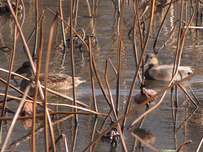 Birds/Waterfowl of Conewago Falls in the Lower Susquehanna River Watershed: Gadwall