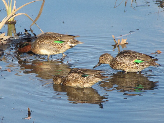 Birds/Waterfowl of Conewago Falls in the Lower Susquehanna River Watershed: Green-winged Teal
