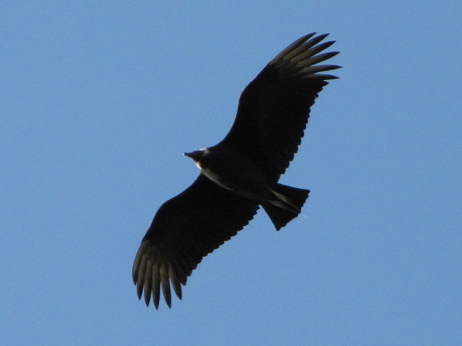 Raptor/Vulture Identification: Black Vulture