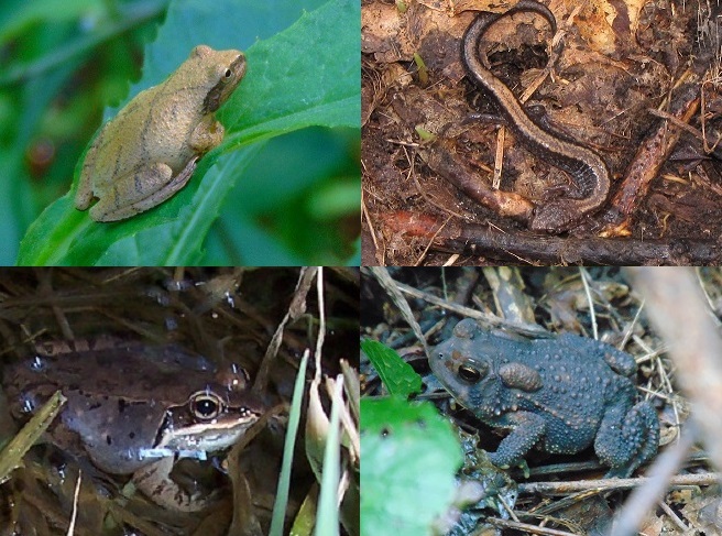 Amphibians of the Lower Susquehanna River Watershed.