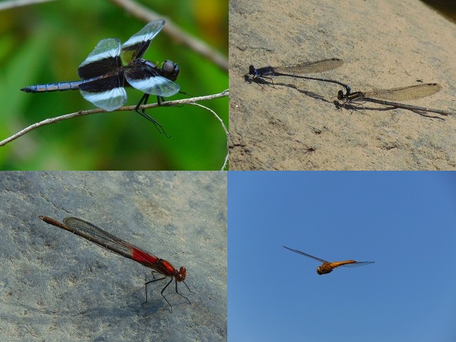 Damselflies and Dragonflies of the Lower Susquehanna River Watershed.