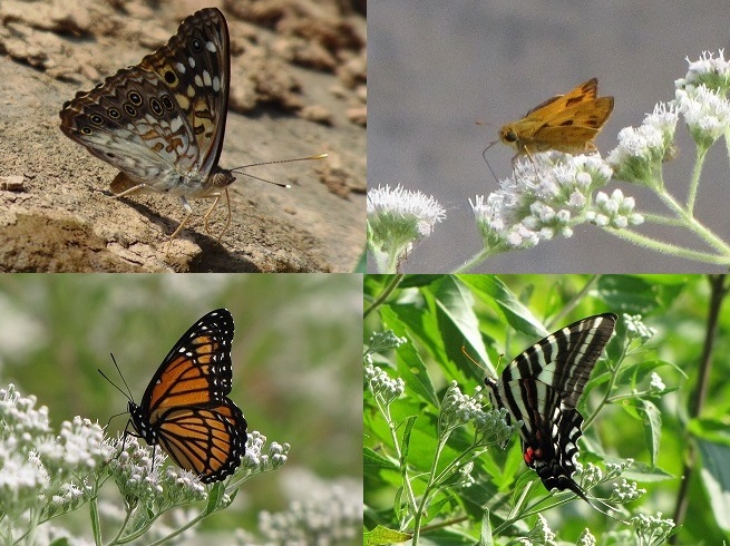 Butterflies of the Lower Susquehanna River Watershed.