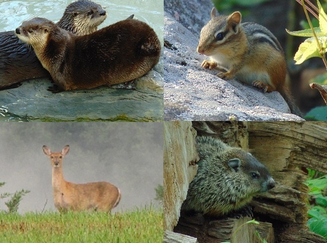 Mammals of the Lower Susquehanna River Watershed.