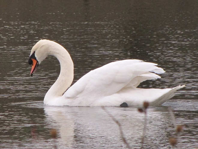 Birds/Waterfowl of Conewago Falls in the Lower Susquehanna River Watershed: Mute Swan